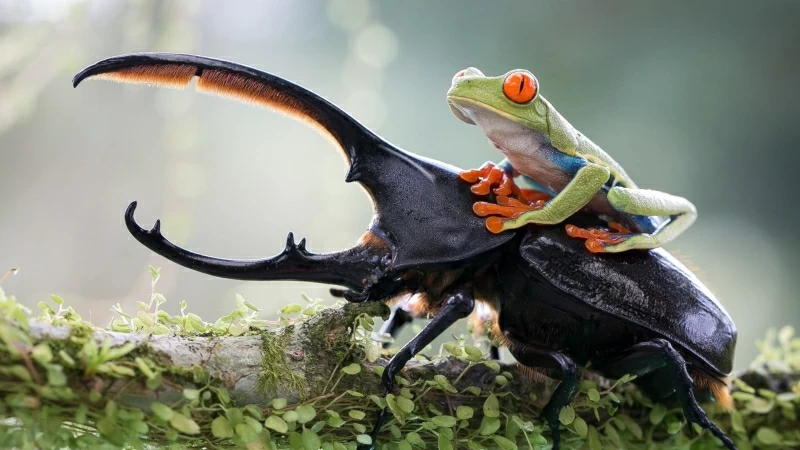 Green Tree Frog On Top Of Elephant Stag Beetle 4K HD Wallpaper