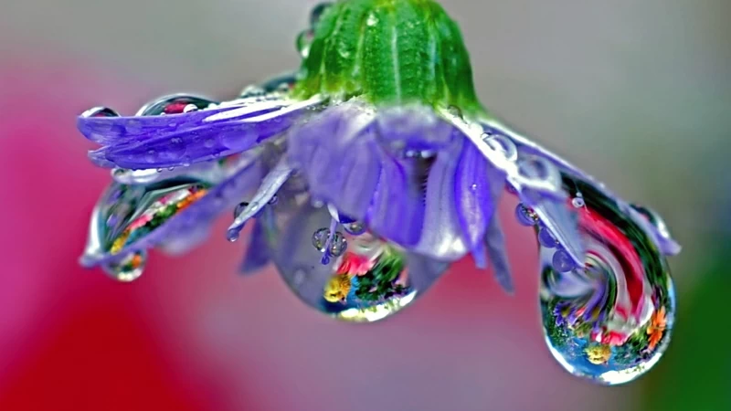 Macro Of A Purple Flower With Water Drops Blown Glass 4K HD Wallpaper