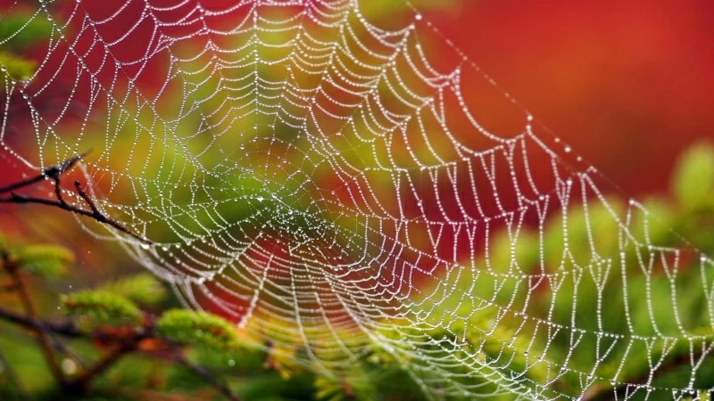 White Spider Web With Water Dew In Closeup 4K HD Wallpaper