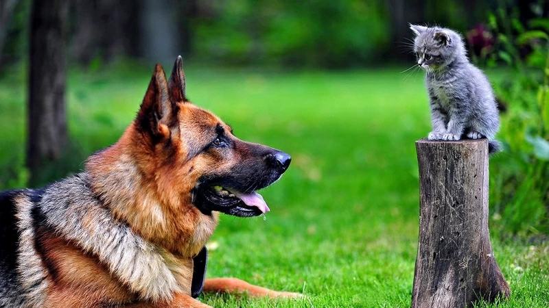 Dog And Cat Lookiing 4K HD Wallpaper