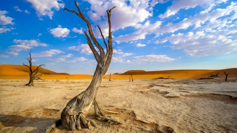 Dry Tree Clounds Sky 4K HD Wallpaper