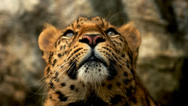 Leopard Animals Blue Eyes Yellow Fur 4K HD Wallpaper