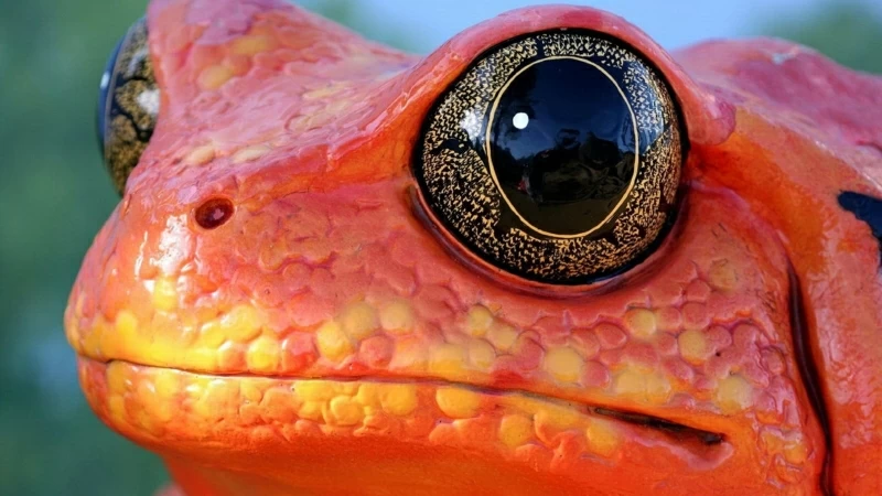 Red Frog Animals Nature Amphibian Macro Eyes Orange 4K HD Wallpaper