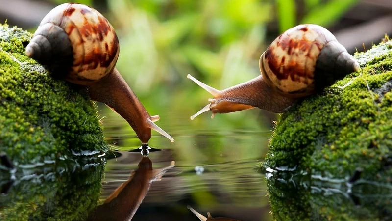 Two Brown Snails On Algae Covered Stones Drink 4K HD Wallpaper