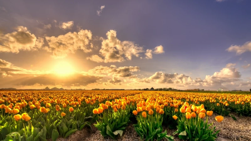 Yellow Tulip Flowers Field At Sunset Holland Rich Pure Gold 4K HD Wallpaper