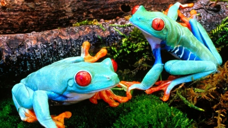 Two Frog 4K HD Wallpaper