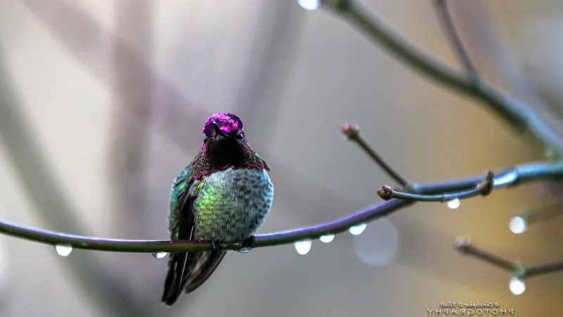 Annas Hummingbird Wallpaper