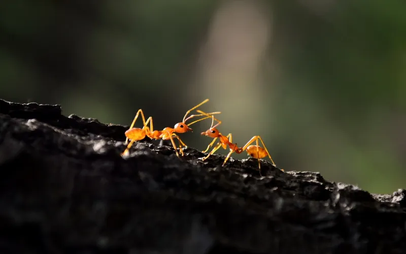 Ant Macro Wallpaper