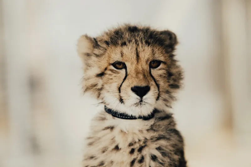 Baby Cheetah 5k Wallpaper