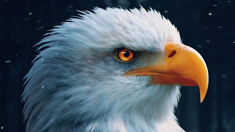 Bald Eagle Closeup 4k Wallpaper