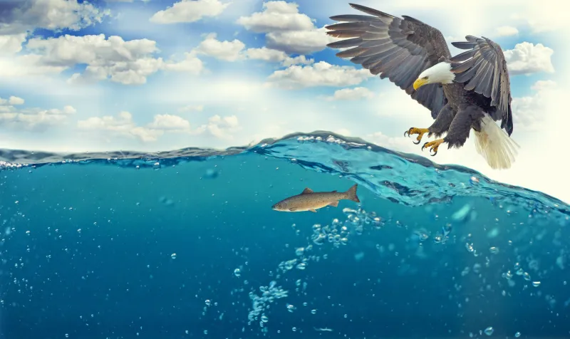 Bald Eagle Raptor Catching Fish 4k Wallpaper