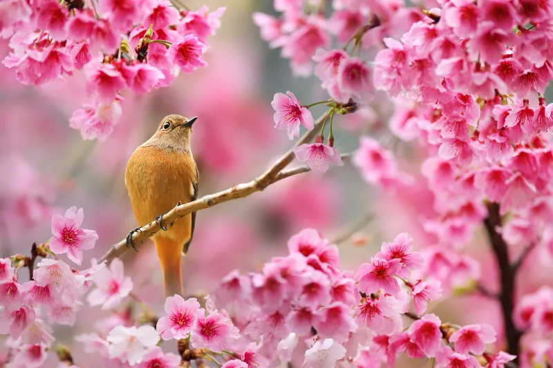 Bird Sitting On Cherry Blossom Tree 4k Wallpaper