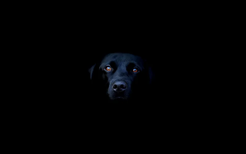 Black Dog Wallpaper