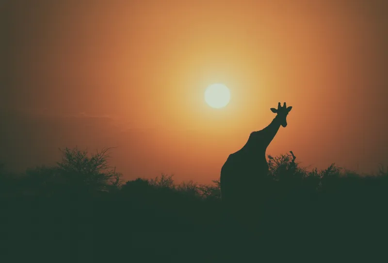 Camel Silhouette Wallpaper