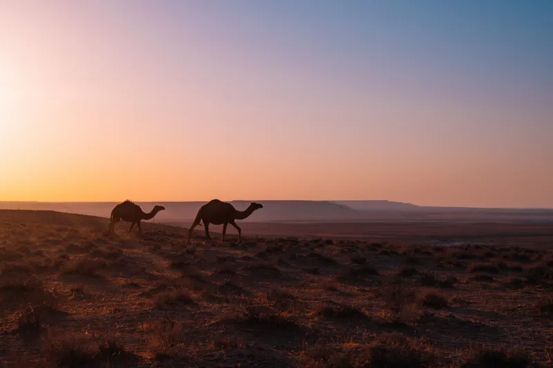 Camel Walking Through Desert Wallpaper