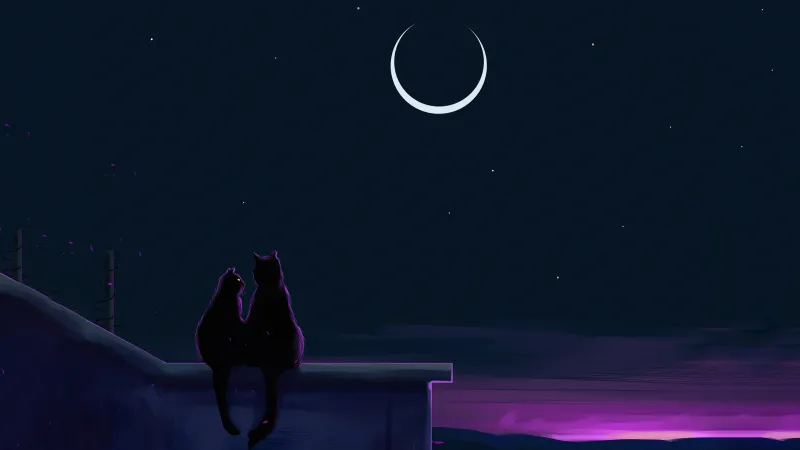 Cats Like The Night Wallpaper