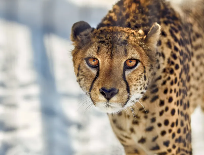 Cheetah Close Up Wallpaper