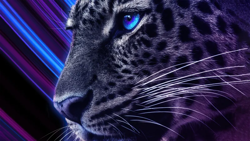 Cheetah Galaxy Eyes 4k Wallpaper