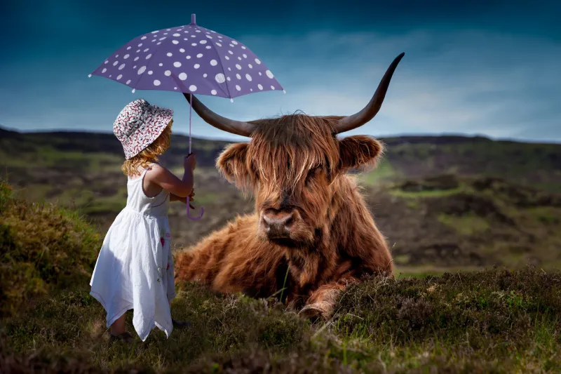 Child Cow Umbrella 5k Wallpaper