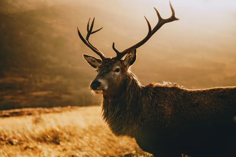 Deer Morning Landscape 4k Wallpaper