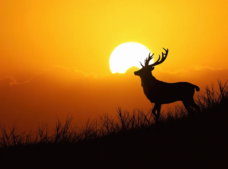 Deer Silhouette Evening 5k Wallpaper