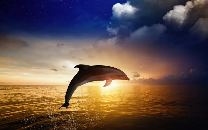 Dolphin Jumping Wallpaper