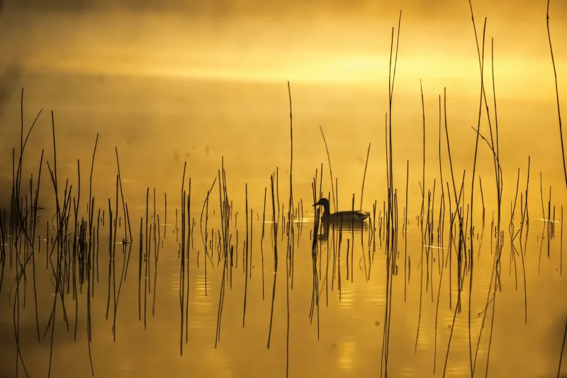 Duck In A Pond Wallpaper