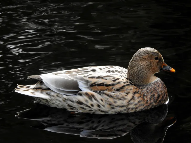 Duck In Pond Wallpaper