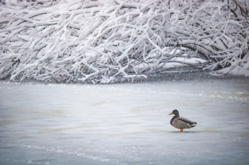 Duck In Winter 5k Wallpaper