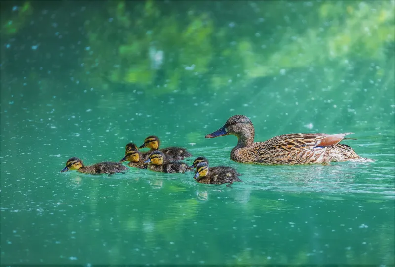 Duck With Her Ducklings Wallpaper