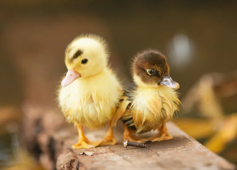 Ducklings Wallpaper