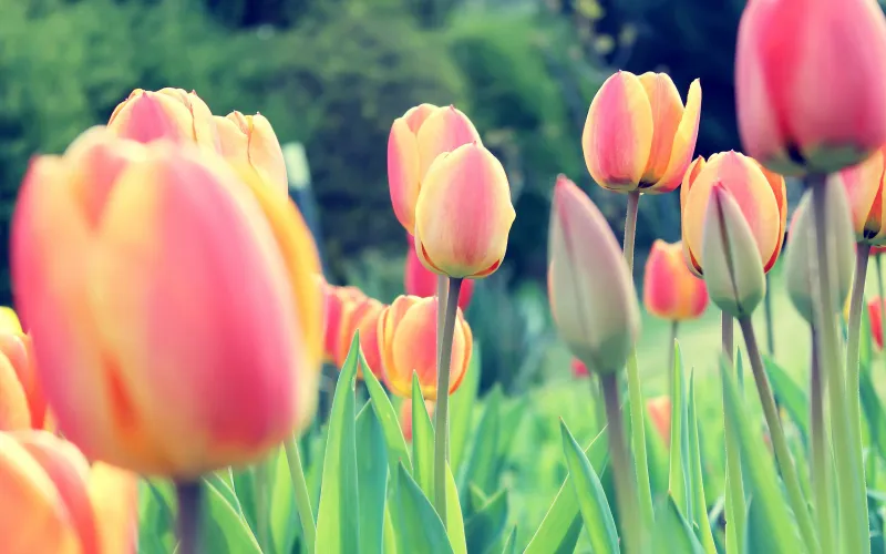 Easter Tulips Wallpaper