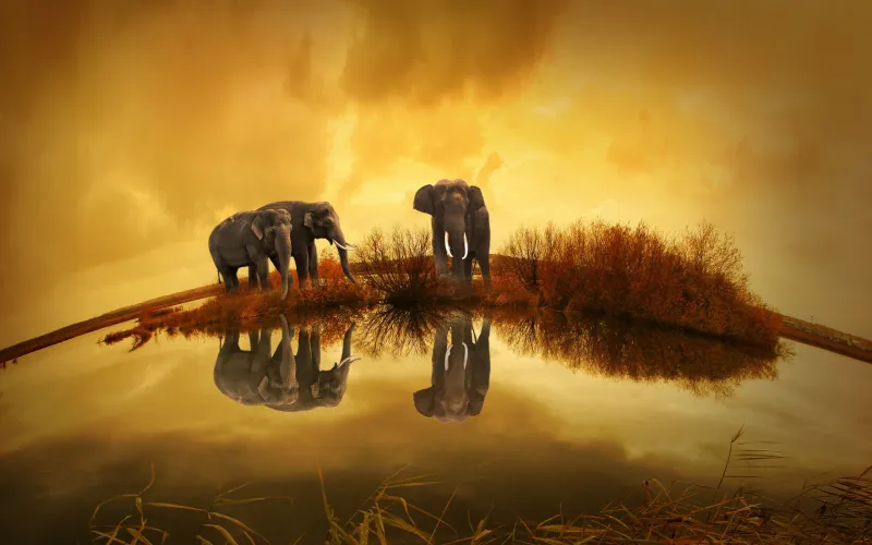 Elephants Thailand Wallpaper