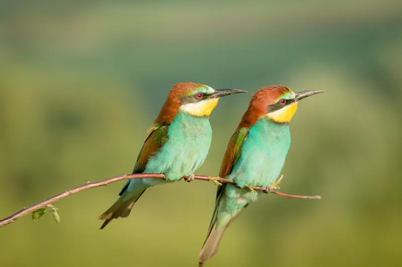 European Bee Eater 5k Wallpaper