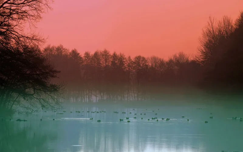 Fog Lake Duck Evening 4k Wallpaper