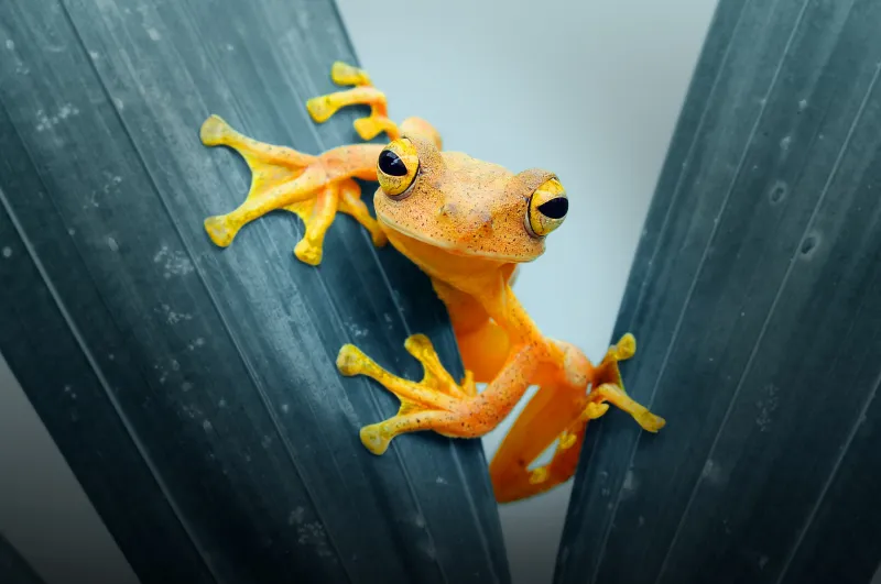 Frog Closeup Wallpaper