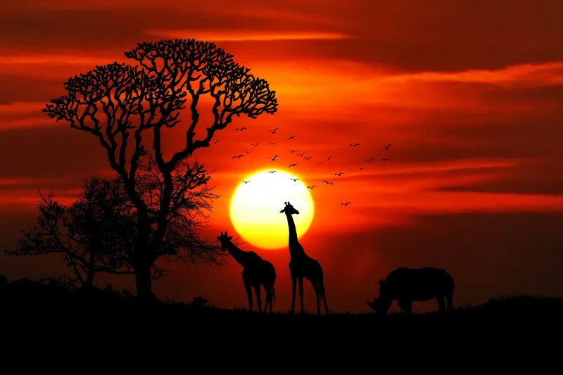 Giraffe Rhino Sunset Red Sky Tree Forest Nature 4k Wallpaper