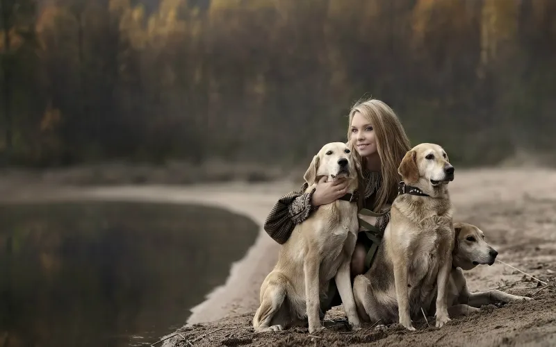 Girl With Labradors Wallpaper