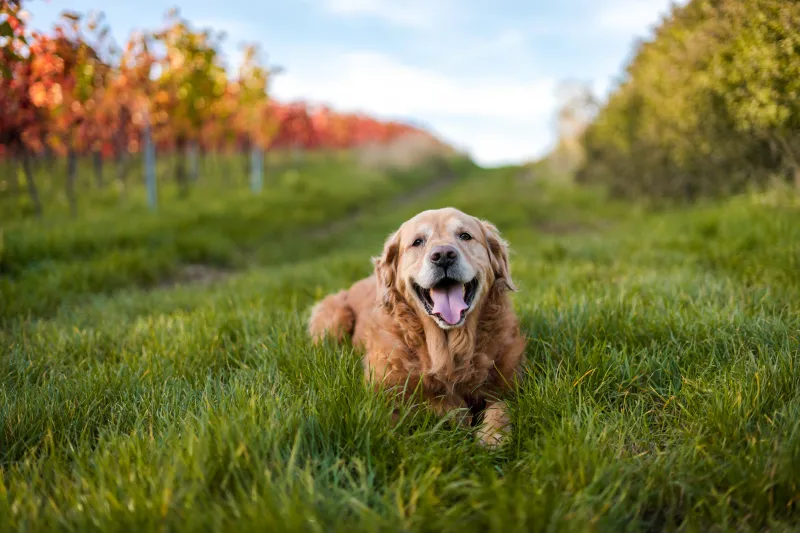 Golden Retriever 5k Wallpaper