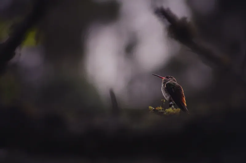 Humming Bird Sitting Down Wallpaper