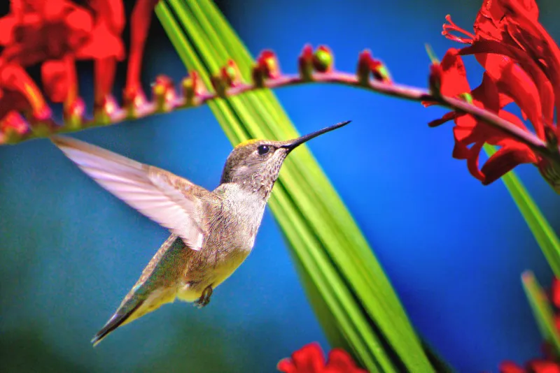 Hummingbird Bird Wallpaper