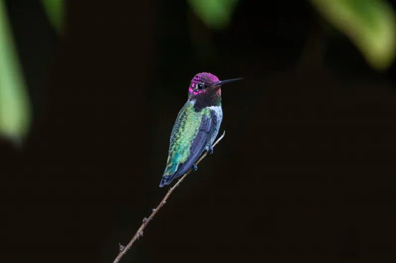 Hummingbird Close Up 4k Wallpaper