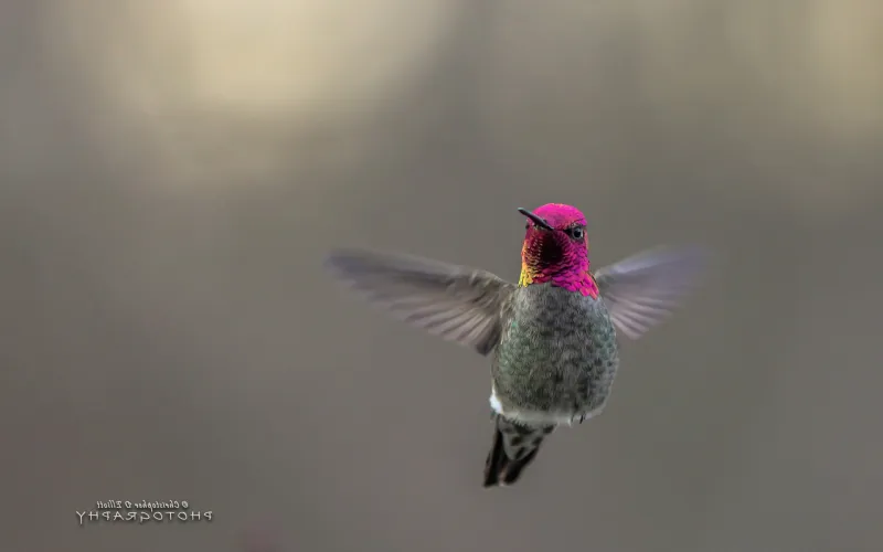 Hummingbird Desktop Wallpaper