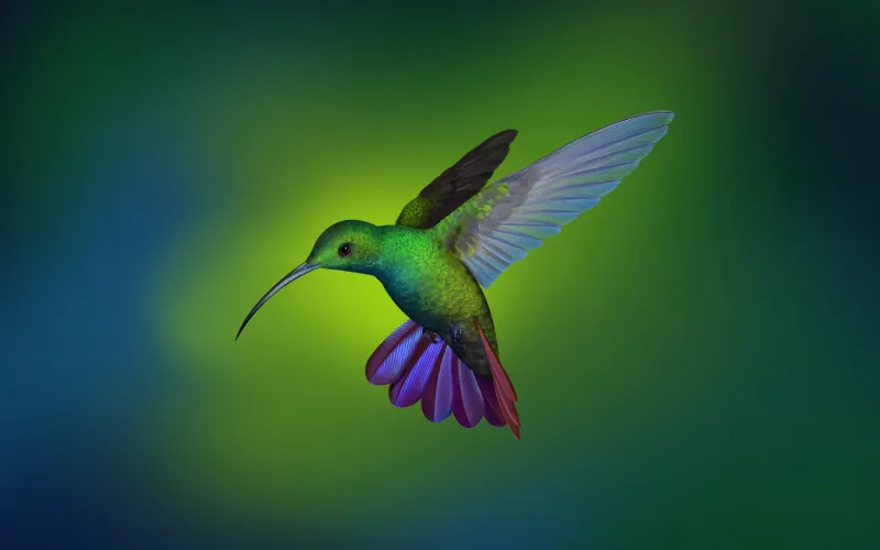 Hummingbird Hd Wallpaper