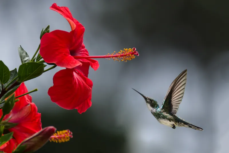 Hummingbird Macro Wallpaper