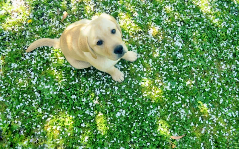 Labrador Puppy Wallpaper