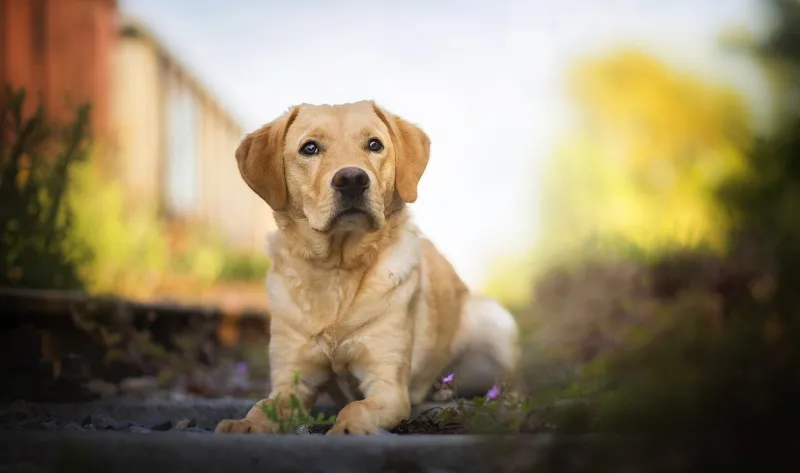 Labrador Retriever Hd Wallpaper