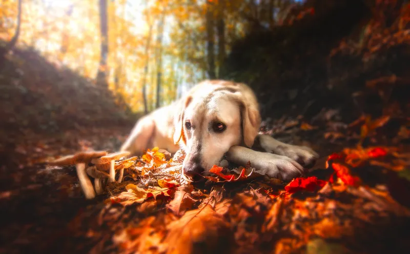 Labrador Retriever Resting Wallpaper