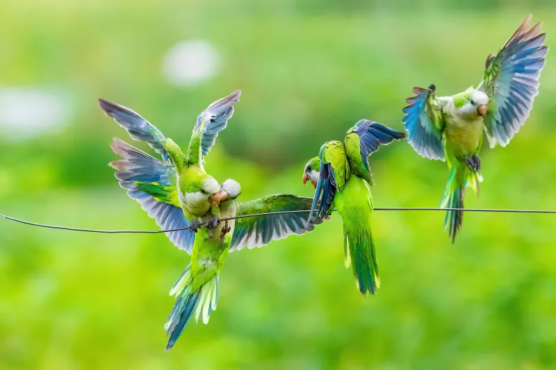 Monk Parrots Wallpaper