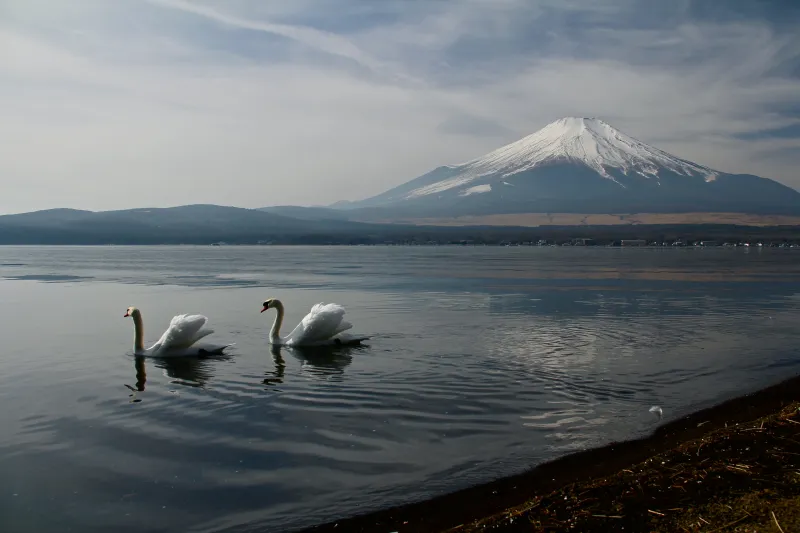 Mount Fuji Landscape View Ducks 5k Wallpaper